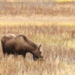 Private Seward Cruise Transfer & Scenic Tour for Large Groups - Transportation & Comfort