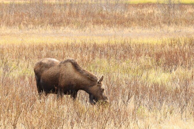 Private Seward Cruise Transfer & Scenic Tour for Large Groups - Transportation & Comfort