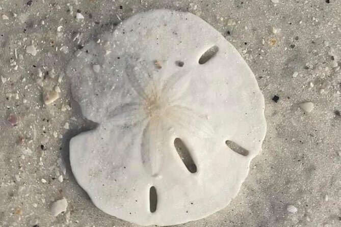 Private Shell Key Island Adventure Dolphins And Shells - FAQ