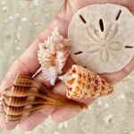 Private Shelling and Dolphin Excursion - Who Will Love This Tour?