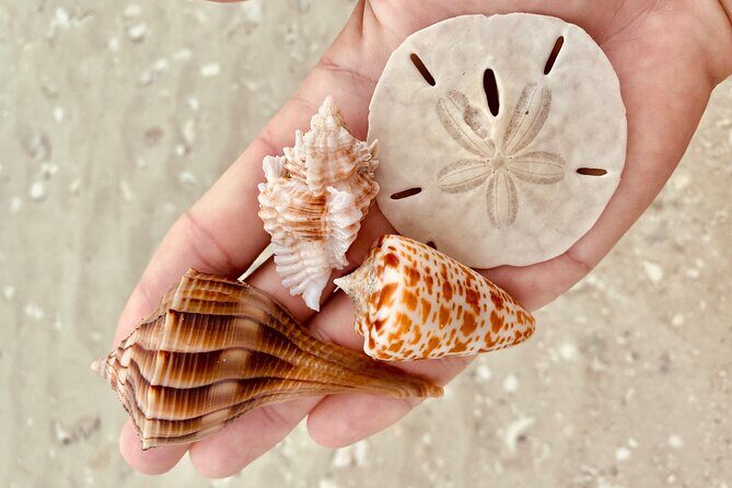 Private Shelling and Dolphin Excursion - Who Will Love This Tour?