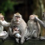 Private Shore Excursion: Customized Best of Bali Tour - Final Thoughts