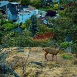 Private Sightseeing Tour in Victoria Canada - Authentic Experiences and Practical Tips