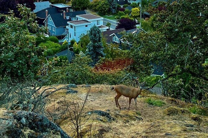 Private Sightseeing Tour in Victoria Canada - Authentic Experiences and Practical Tips