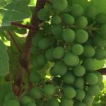 Private Small Group Local Wine, Cider Tasting, Central Saanich - Exploring the Itinerary: What to Expect on This Wine and Cider Day