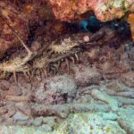 Private Snorkeling Activity in Key Largo - In-Depth Review of the Key Largo Snorkeling Experience