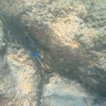 Private Snorkeling Excursion - An In-Depth Look at the Snorkeling Experience