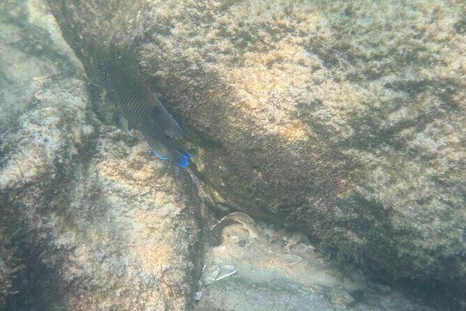 Private Snorkeling Excursion - An In-Depth Look at the Snorkeling Experience