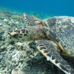 Private Snorkeling Gili Island (Coral, Statue and Turtle) - What Sets This Tour Apart: The Value and Experience