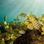 Private Snorkeling Tour in Cabo San Lucas - FAQs