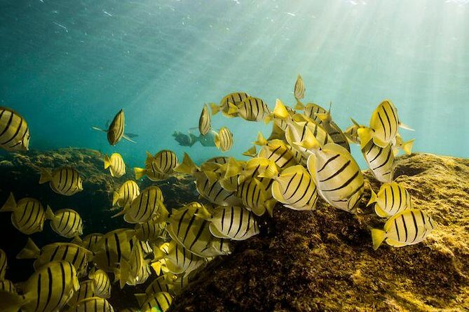 Private Snorkeling Tour in Cabo San Lucas - FAQs