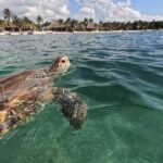 Private Snorkeling with Sea Turtles in Akumal Beach - Meeting and Preparation
