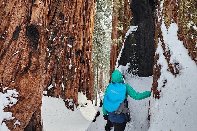 Private Snowshoe Adventure - Sequoia National Park - Final Thoughts: Is It Worth It?