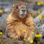 Private Snowshoe Tour in Rocky Mountain National Park (seasonal) - Who Will Love This Tour?