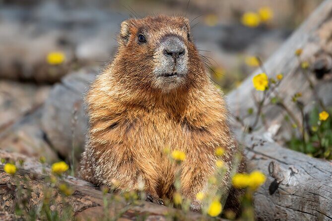 Private Snowshoe Tour in Rocky Mountain National Park (seasonal) - Who Will Love This Tour?