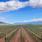 Private Temecula Wine Tour from Dana Point - The Practicalities and Value