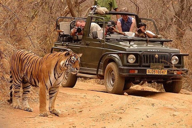 Private Tour: 2-Day Ranthambore National Park from Jaipur
