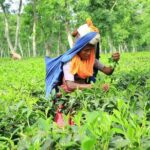 Private Tour: 5 Days - Bangladesh Nature & Culture Tour - North-eastern part - How the Experience Adds Value