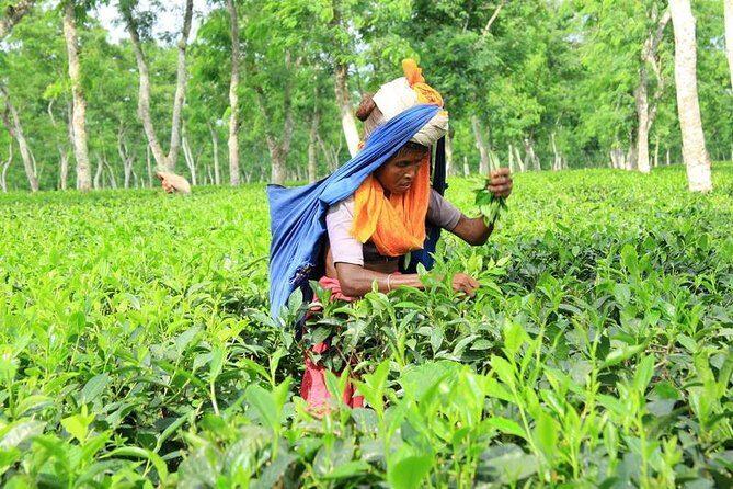 Private Tour: 5 Days - Bangladesh Nature & Culture Tour - North-eastern part - How the Experience Adds Value