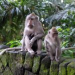 Private Tour: Bali in a Day - Frequently Asked Questions