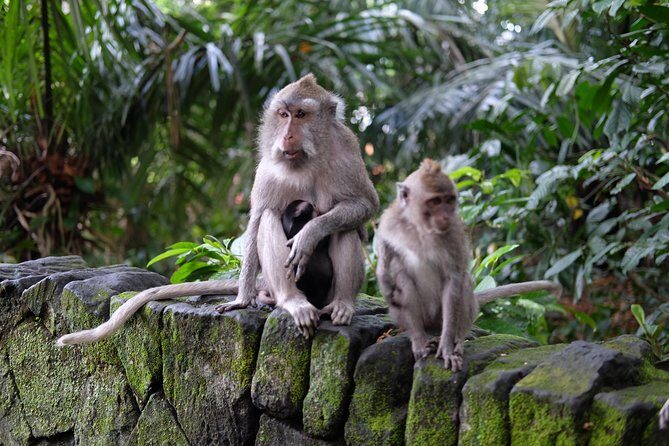 Private Tour: Bali in a Day - Frequently Asked Questions