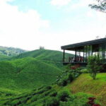 Private Tour : Cameron Highland Day Trip from Kuala Lumpur - Final Thoughts: Is This the Cameron Highlands Tour for You?