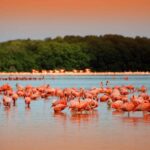 Private Tour: Celestun Biosphere Reserve by Yucatan Concierge - Who Will Love This Tour?