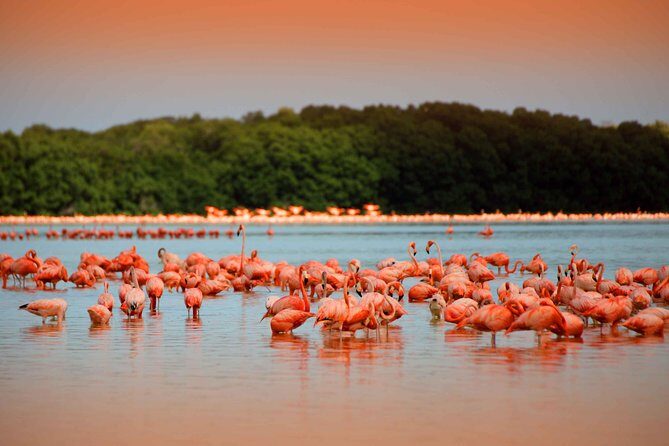 Private Tour: Celestun Biosphere Reserve by Yucatan Concierge - Who Will Love This Tour?
