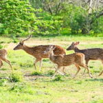 Private Tour from Ella to Hiriketiya with Yala Safari - An Honest Look at What to Expect