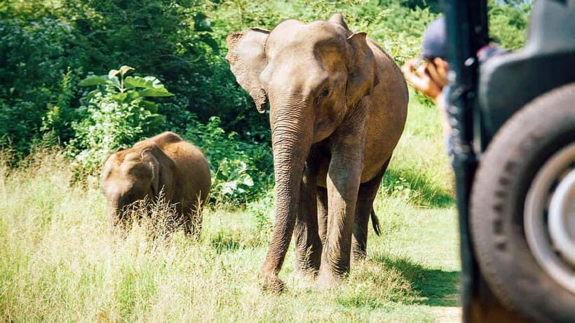 Private Tour from Sigiriya to Kandy with Wasgamuwa Safari - A Closer Look at the Experience