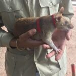 Private Tour: HERO Rats & Angkor National Museum - Who Should Consider This Tour?