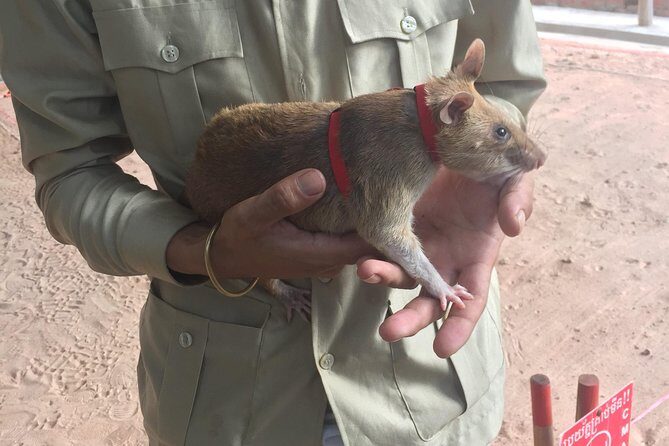 Private Tour: HERO Rats & Angkor National Museum - Who Should Consider This Tour?