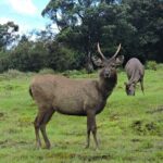 Private Tour in Horton Plains National Park ( World's End) with Pickup - Key Points
