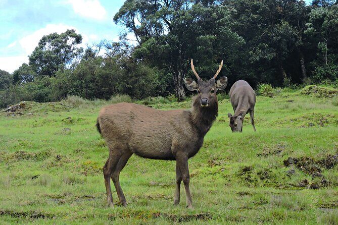 Private Tour in Horton Plains National Park ( World's End) with Pickup - Key Points
