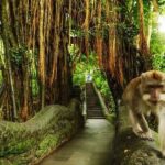 Private Tour in Ubud with Jungle Swing - FAQ