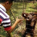 Private Tour: Ipoh Secrets Taiping Heritage & Orang Utan Island - The Sum Up