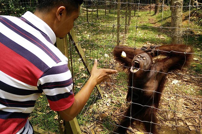Private Tour: Ipoh Secrets Taiping Heritage & Orang Utan Island - The Sum Up