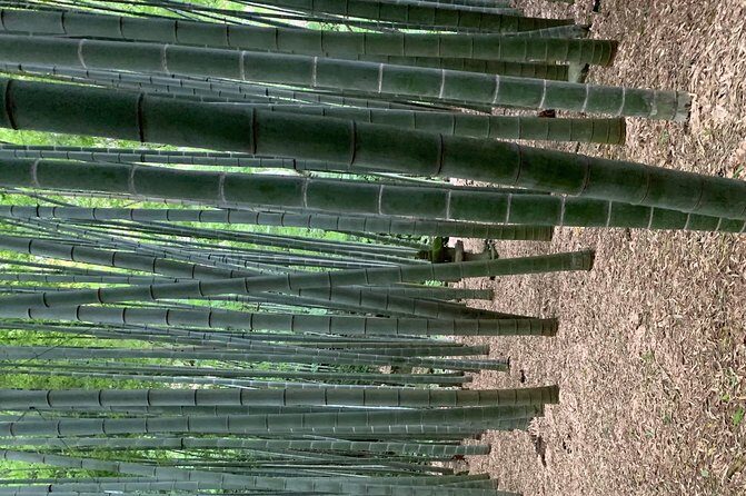 Private Tour Kamakura and Enoshima With Guide and photographer - The Value Proposition