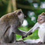 Private Tour: Kuala Selangor Firefly Blinkings including Seafood Dinner - FAQs