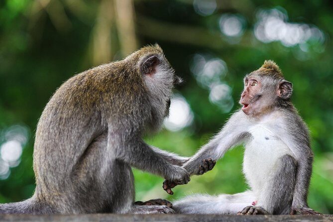 Private Tour: Kuala Selangor Firefly Blinkings including Seafood Dinner - FAQs