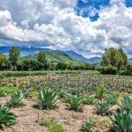 Private Tour New Raicilla Route to Mascota from Puerto Vallarta - Discovering Mascota’s Historic Unfinished Church
