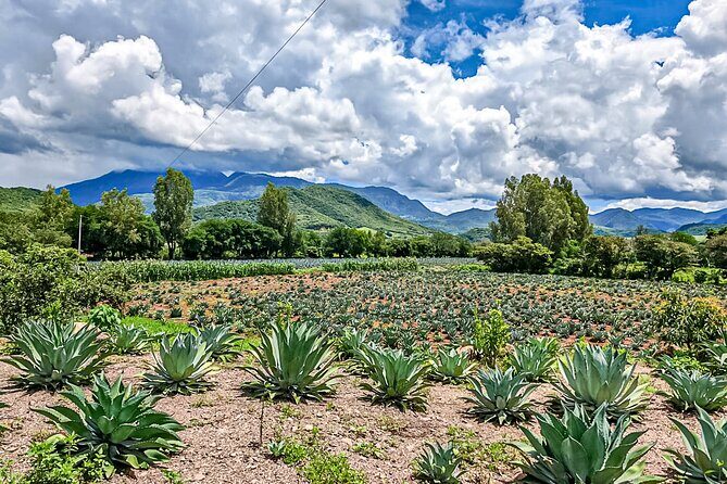 Private Tour New Raicilla Route to Mascota from Puerto Vallarta - Discovering Mascota’s Historic Unfinished Church