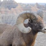 Private Tour of the Badlands with Local Experts - Who Is This Tour Best For?