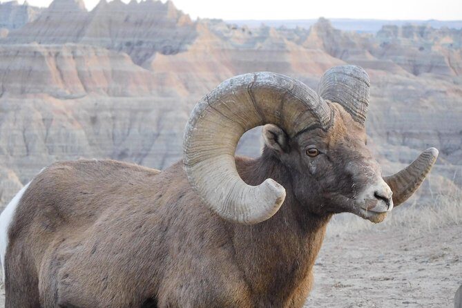 Private Tour of the Badlands with Local Experts - Who Is This Tour Best For?