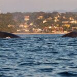 Private Tour of the Beaches of Puerto Escondido in Lancha - Who Will Love This Tour?