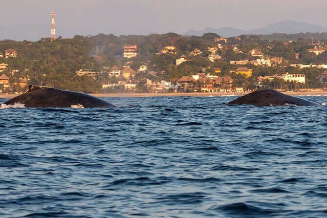 Private Tour of the Beaches of Puerto Escondido in Lancha - Who Will Love This Tour?