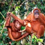 Private Tour : Orang Utan Island & Perak Cave Temple from Kuala Lumpur - Practical Details and Tips