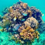 Private Tour Reefs and Corals Puerto Morelos Snorkel Lunch - The Sum Up