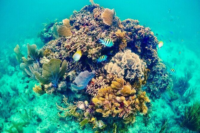 Private Tour Reefs and Corals Puerto Morelos Snorkel Lunch - The Sum Up