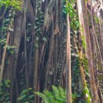 Private Tour Singapore Botanic Garden (UNESCO) - Key Points